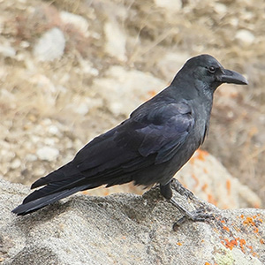 Large-billed Crow